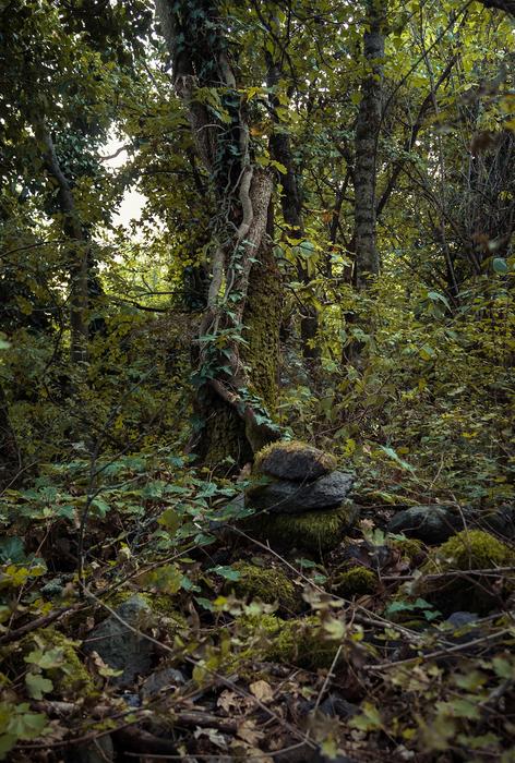 Dark Autumn Forest landscape