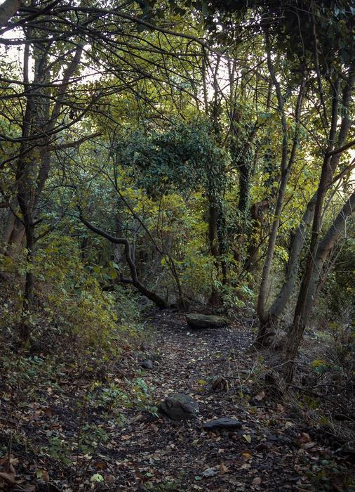 Dark Autumn Forest