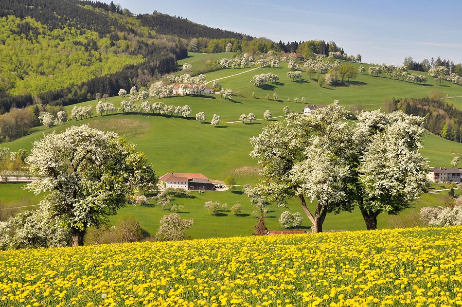 Nature Landscape Spring