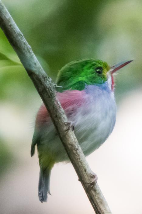 colored little bird near a branch