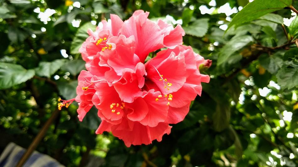 Beautiful Red Hibiscus