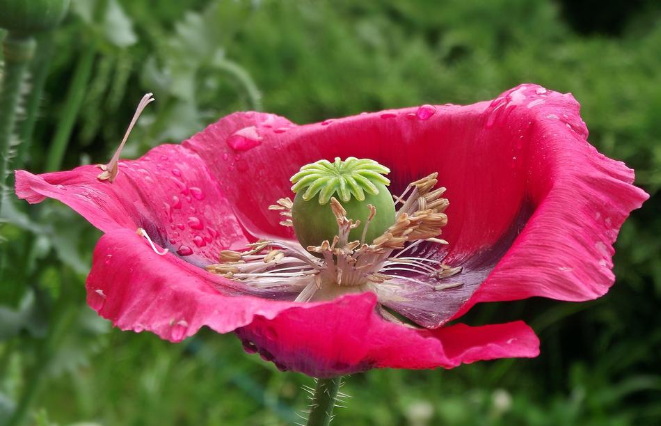 Flower Poppy Garden Nature
