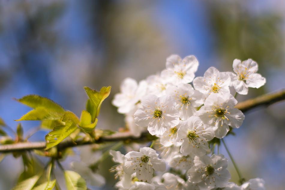 Flower Nature Plant
