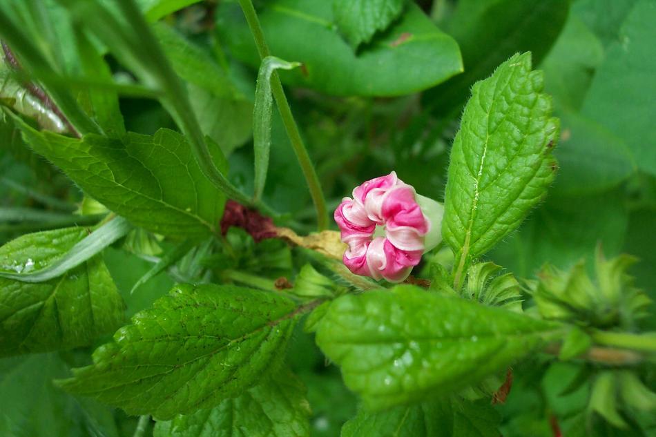 Garden Gardening Flower