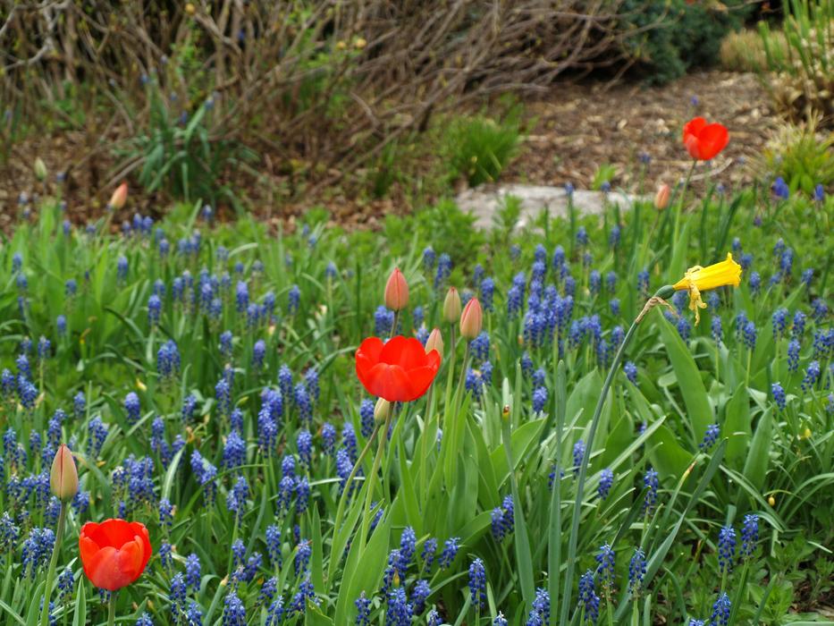 Flower Nature Grass