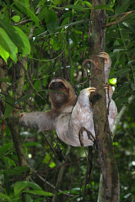 Sloth Three Finger Jungle