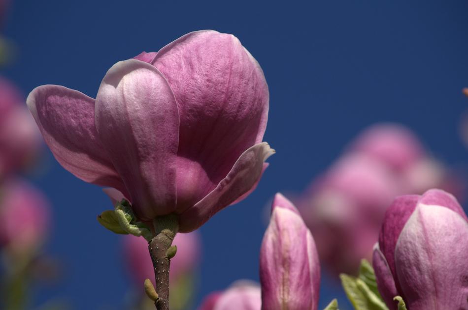 Magnolia Flower Pink