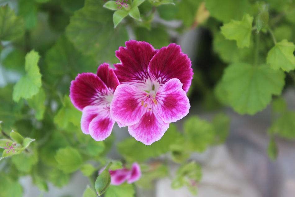 Nature Plant Flower