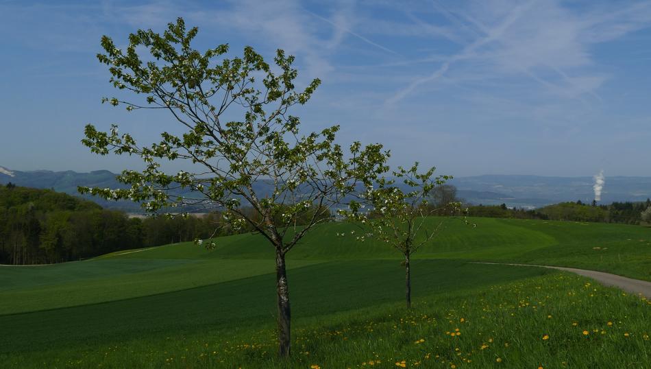 Landscape Nature Trees