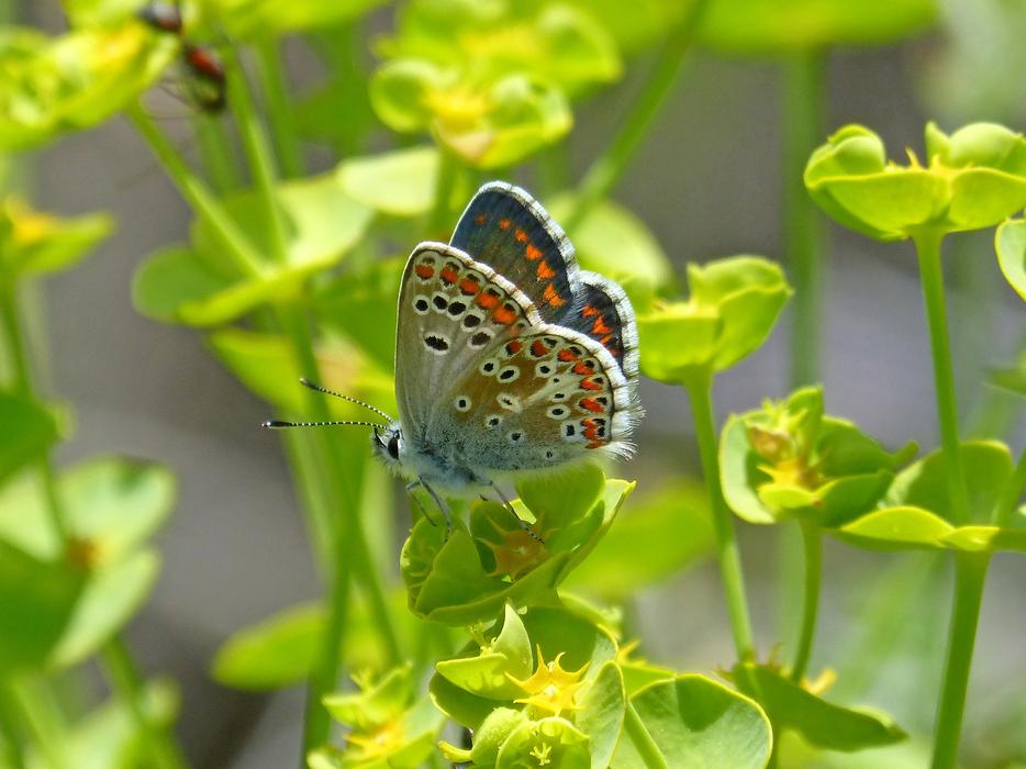 Aricia Cramera Brunette Southern