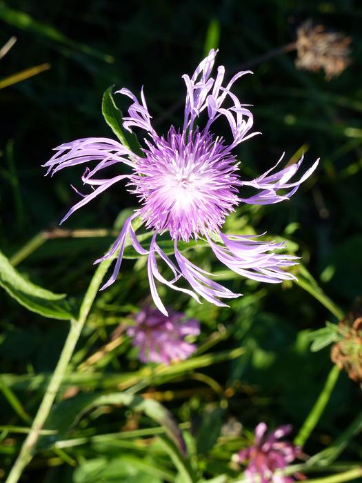 Nature Flower Plant