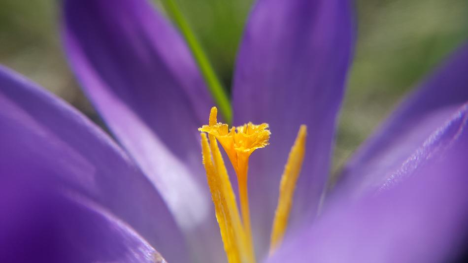 Macro picture of purple bloom yellow stamen