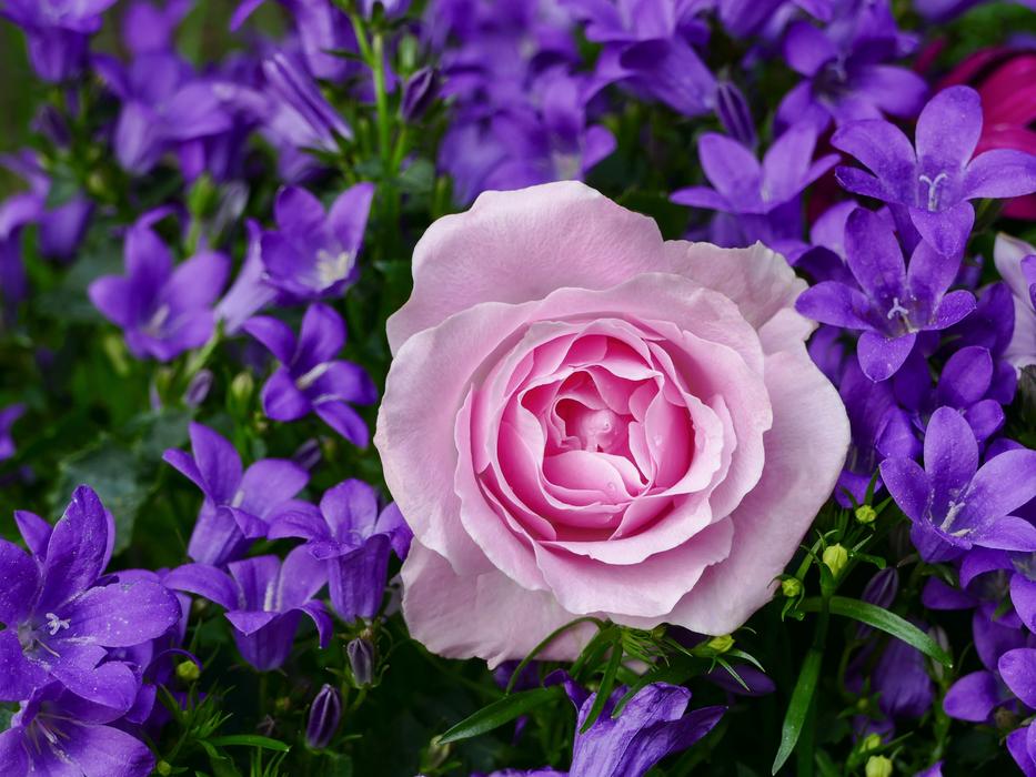 Rose Pink Plant