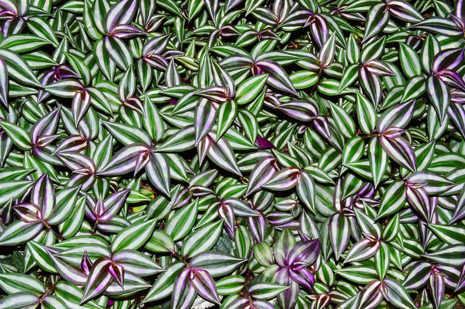 Zebra Plants macro blur