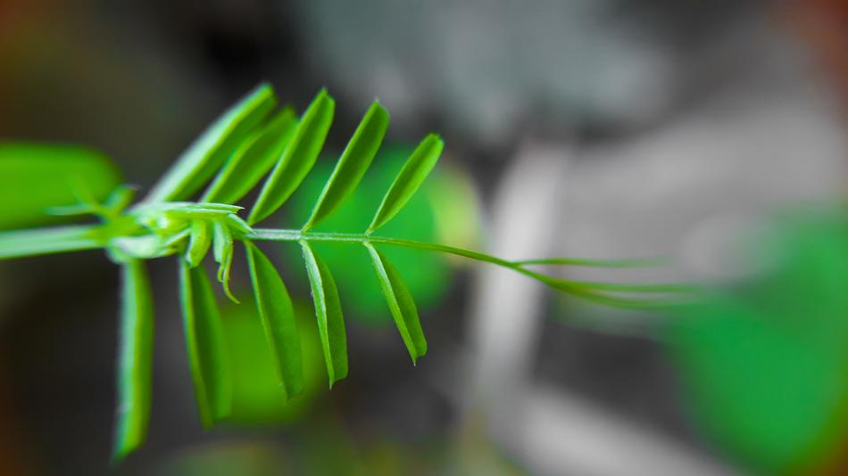 Leaf Flora Nature