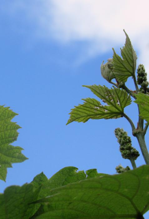 Grape Foliage