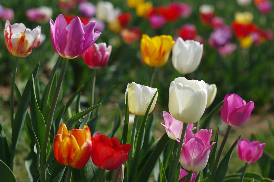 Tulip Nature Plant
