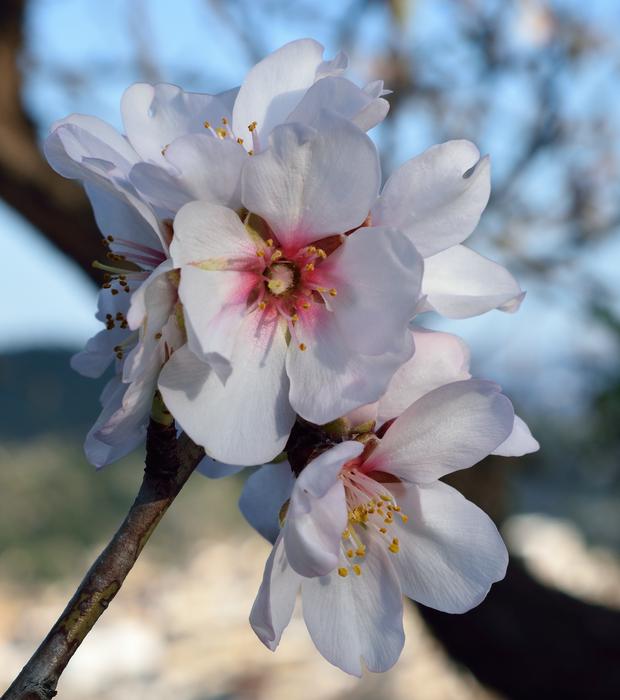 Flower Plant Branch
