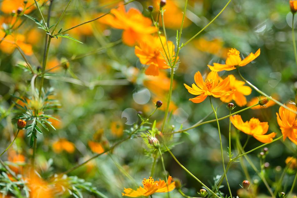 Landscape Plant Flowers