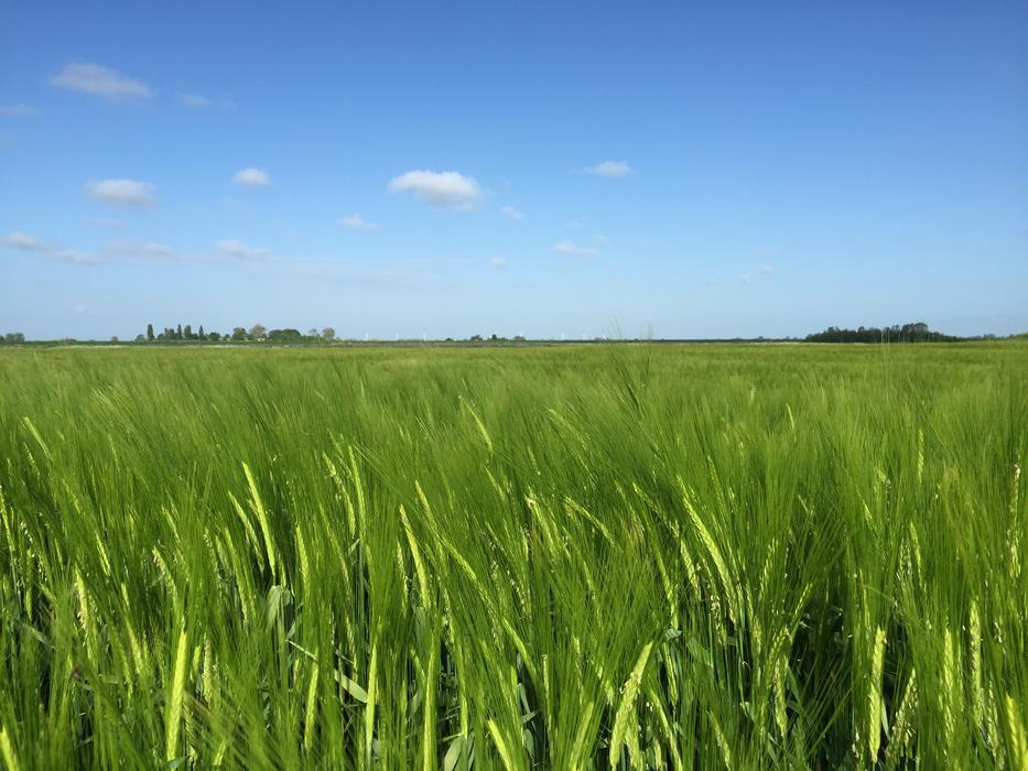 Field Blue Sky Barley free image download