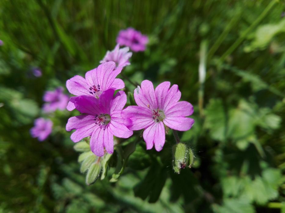Flower Flora Nature