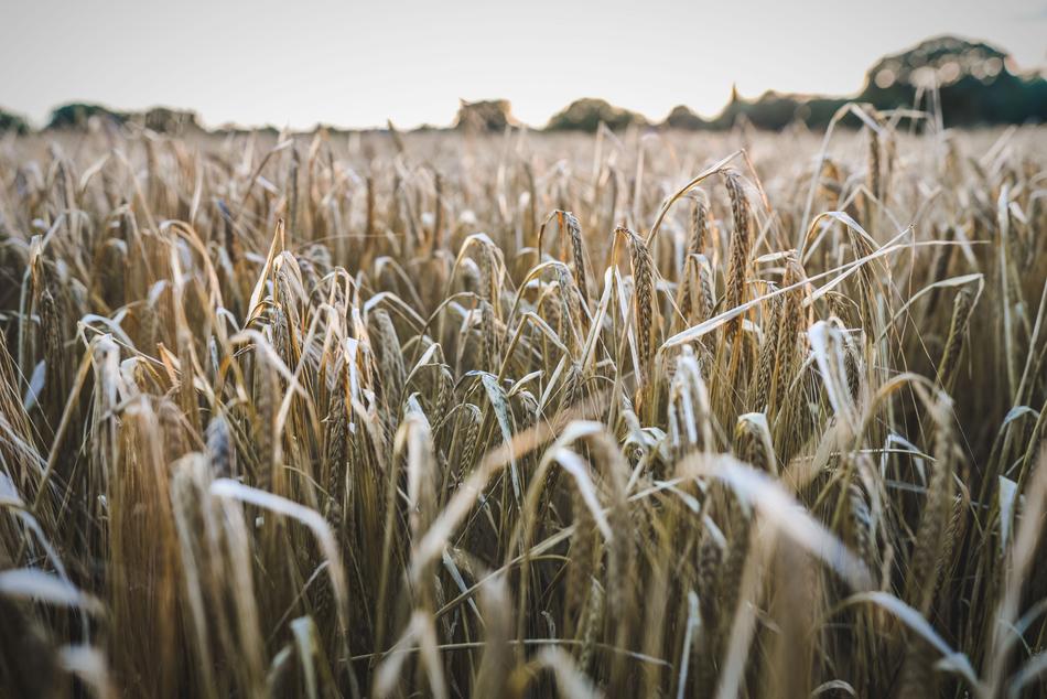 Field British Farm