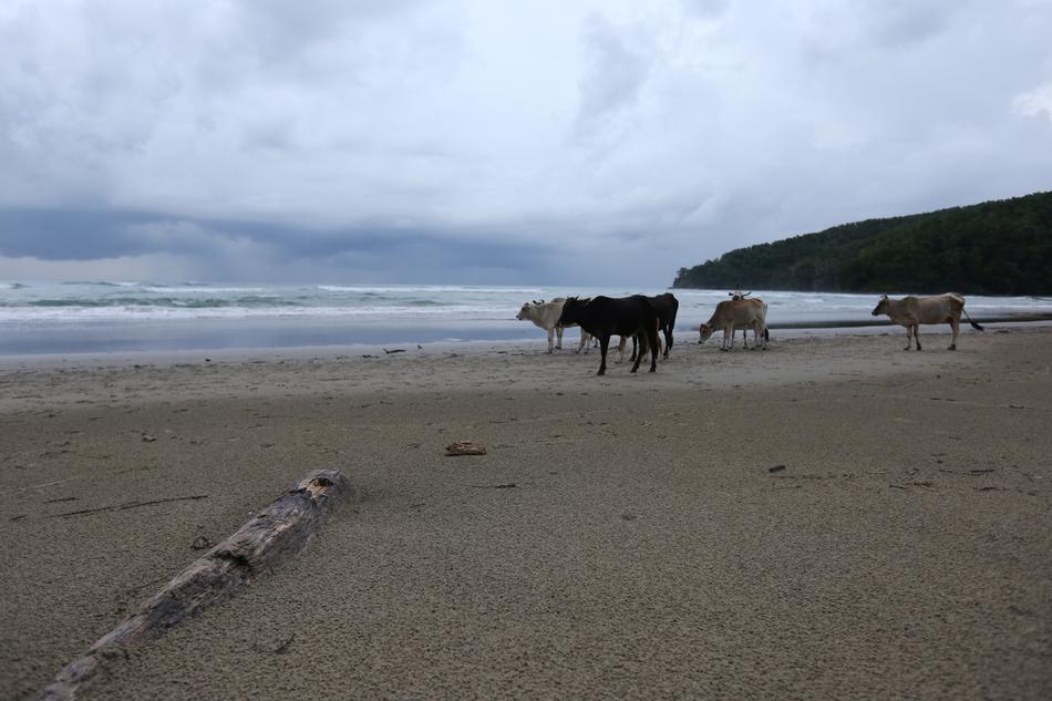 Beach The Body Of Water Coast