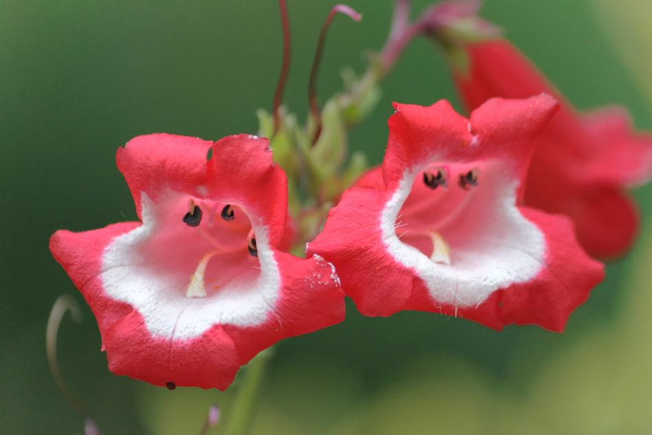 Flower Red And White Nature