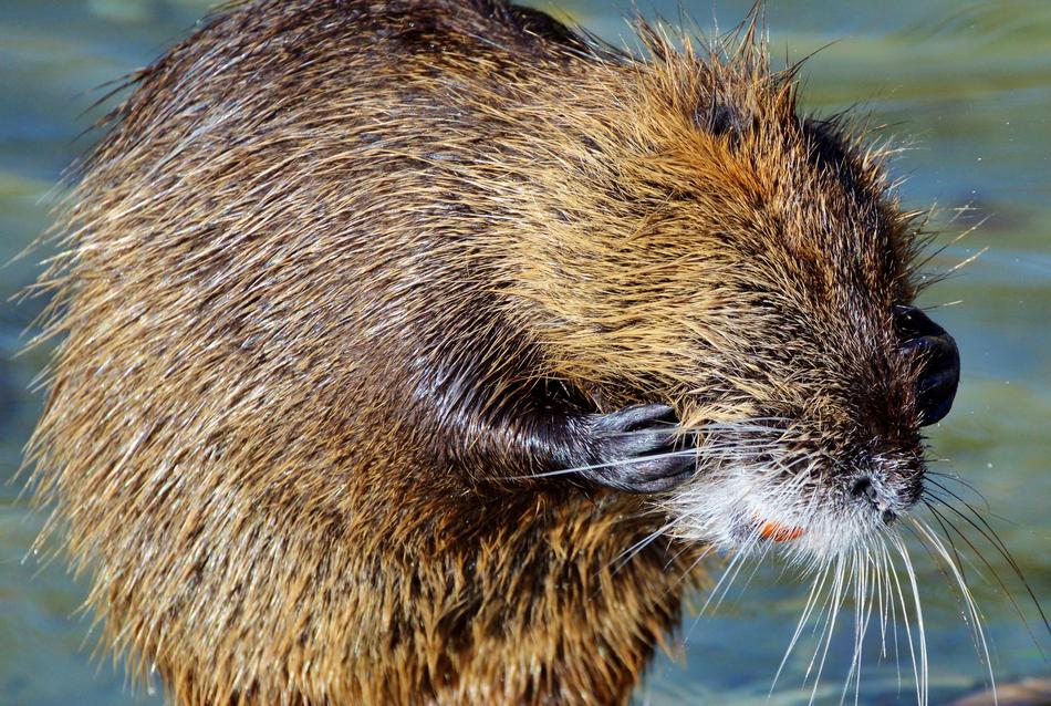 Nutria Rodent Water Rat Species Of