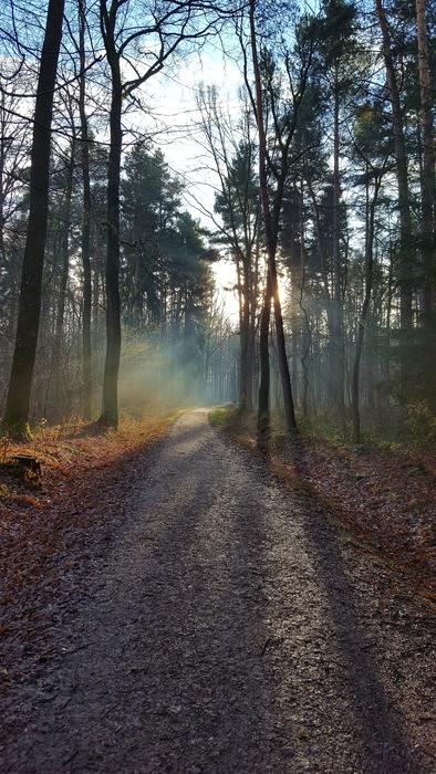 Nature Tree Wood