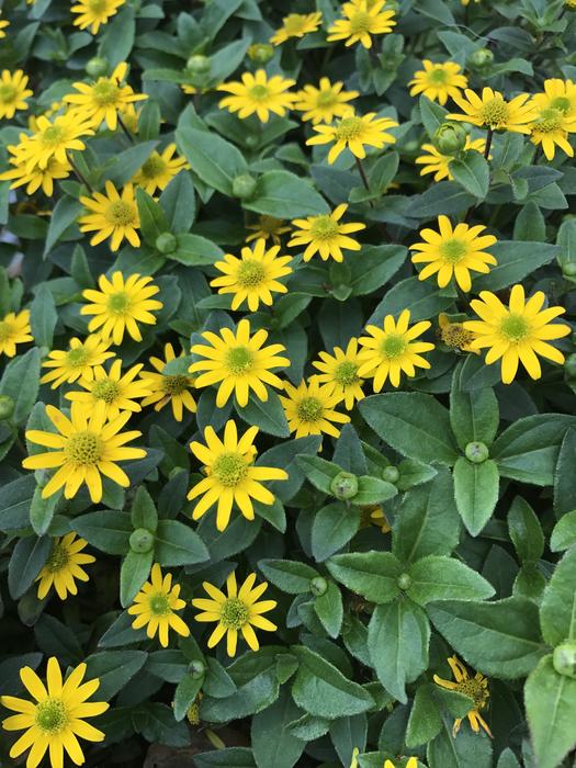 Flower Yellow