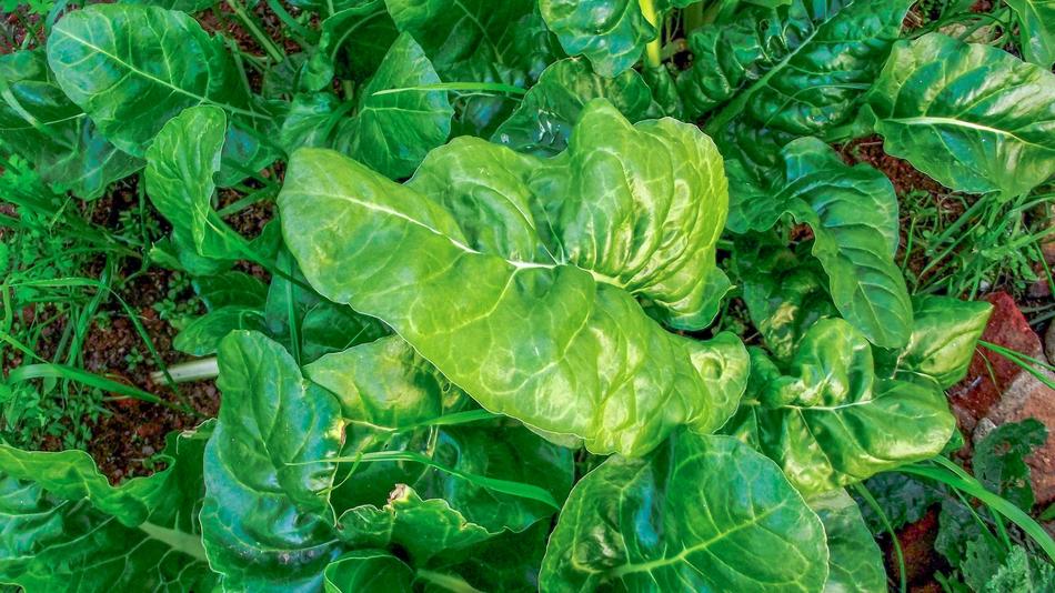 Fresh spinach in the garden