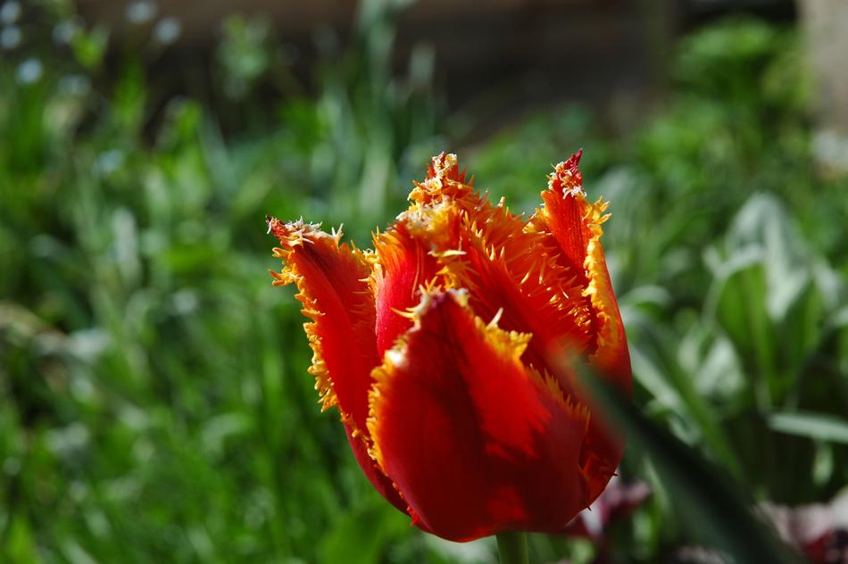 Nature Flower Plant