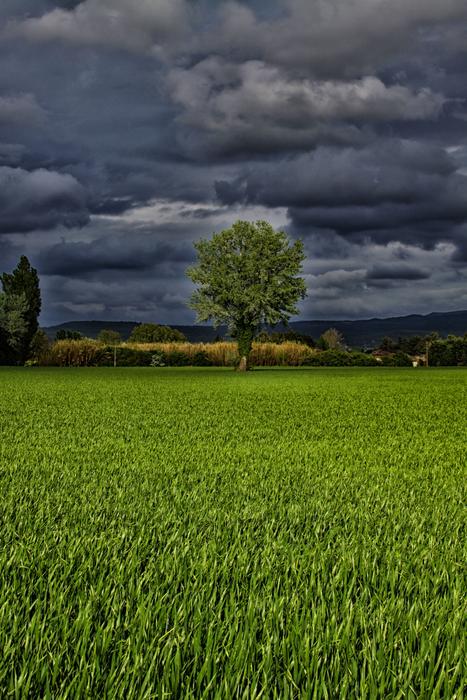 Panoramic Lawn Prairie