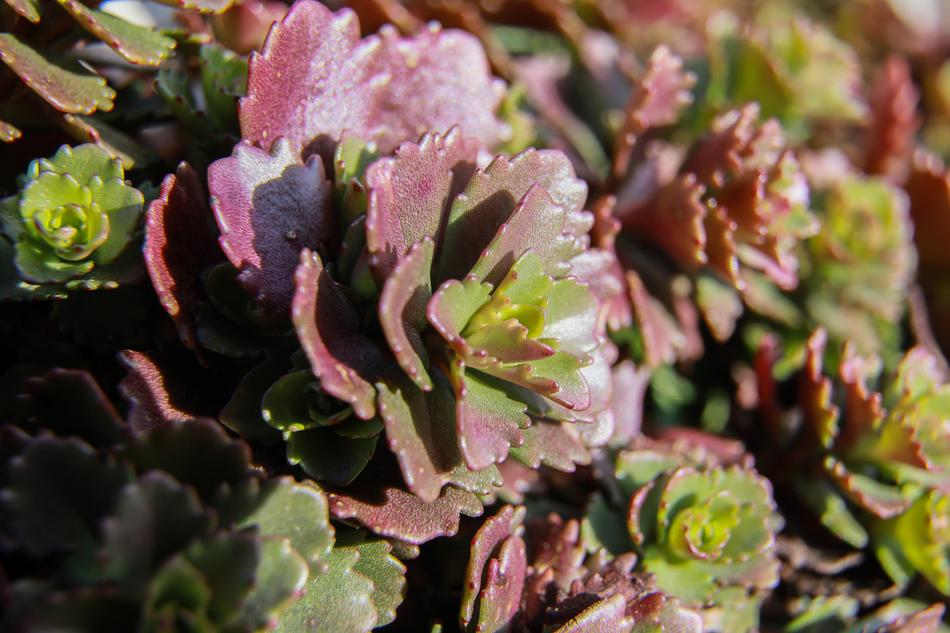 Red Plant Perennial