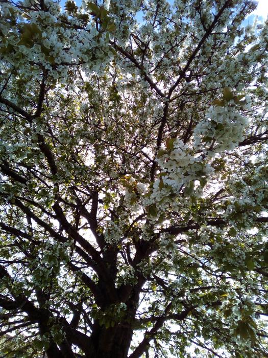 Tree Nature Branch