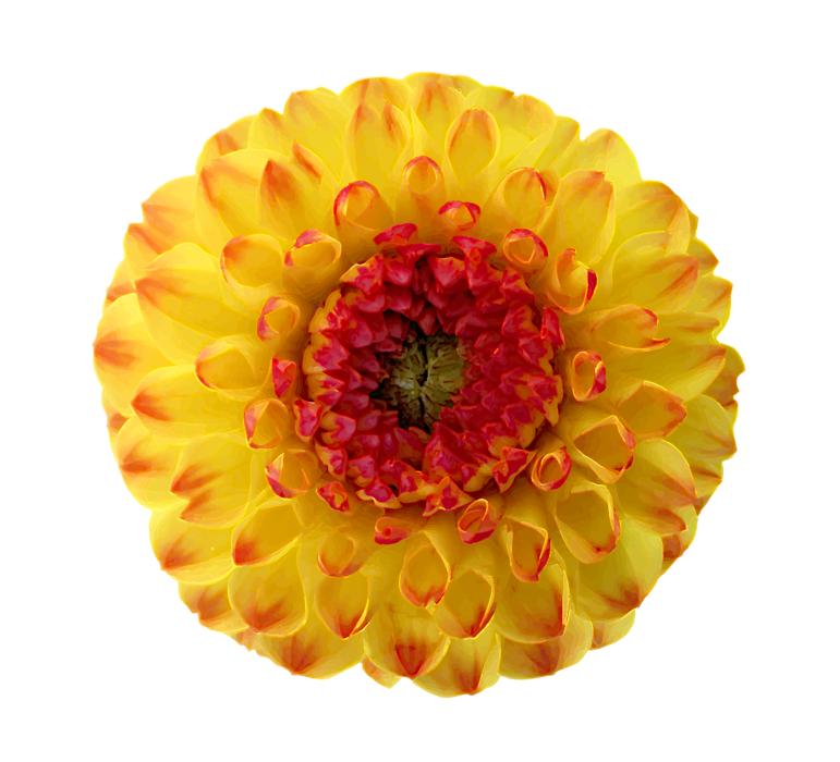 Dahlia Blossom Bloom