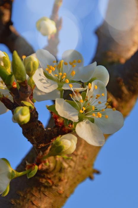 Wood Nature Flower