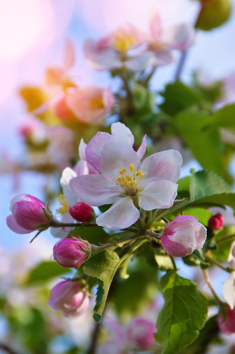 Flower Nature Plant