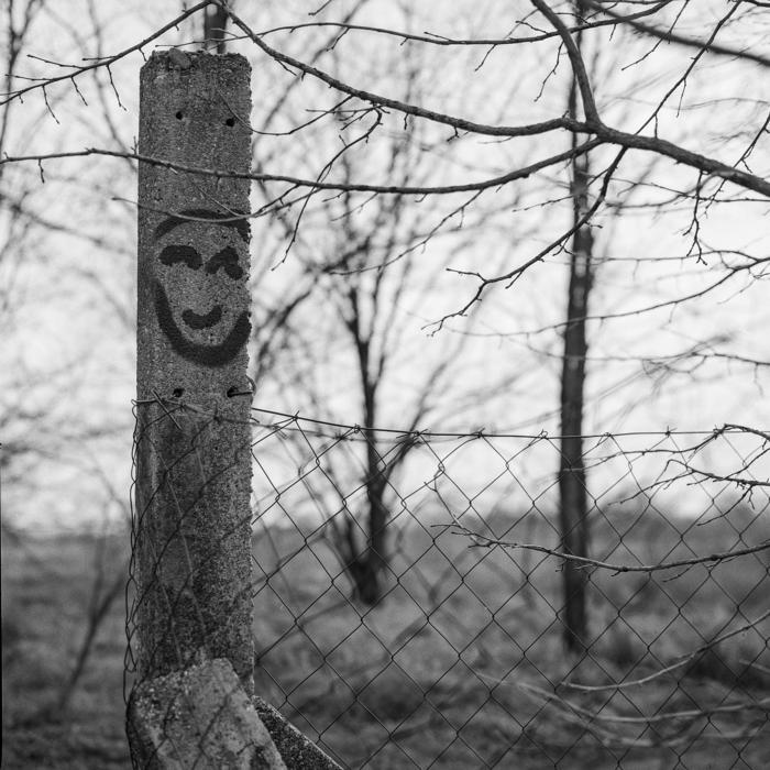 Tree Fence Outdoors