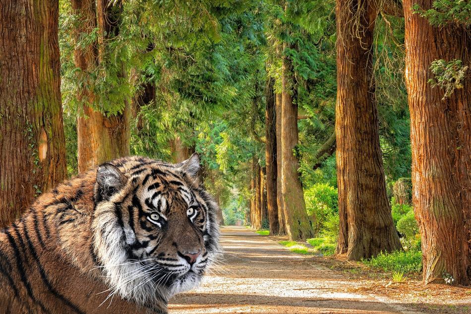 Tiger Woods Trees