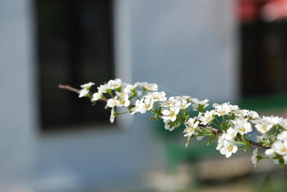 Flower Plant