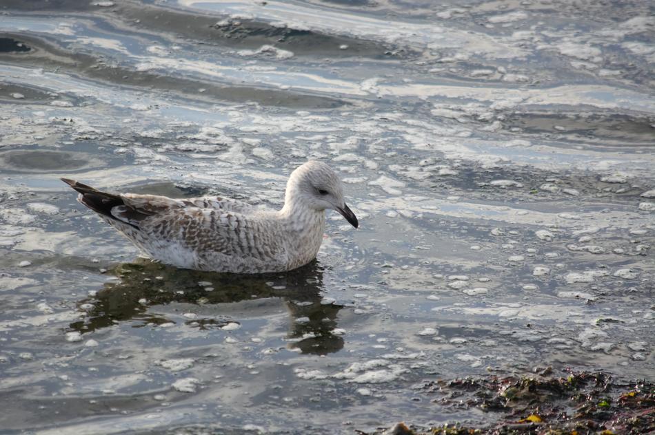 Bird Body Of Water Nature