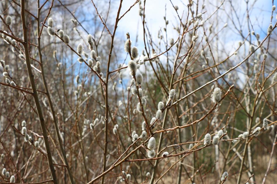 Nature Tree Willow