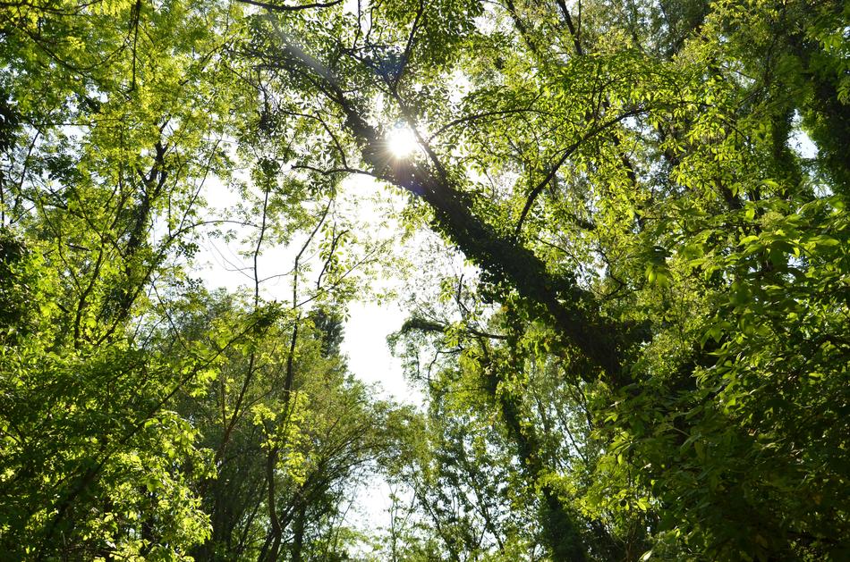 Tree Nature Wood