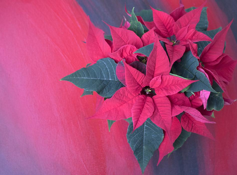 Poinsettia Background Christmas