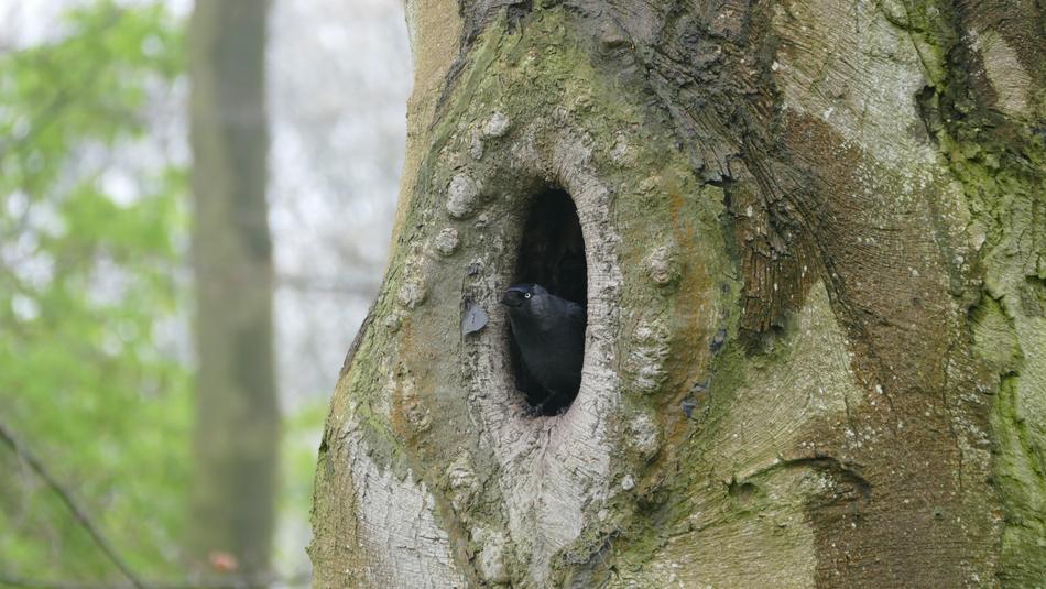 Bird Tree Nature free image download
