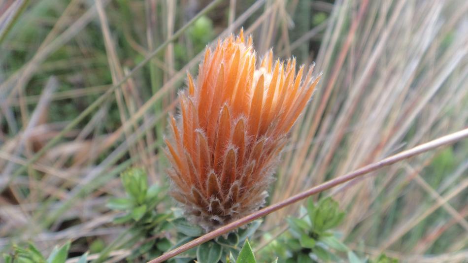 Nature Plant Summer
