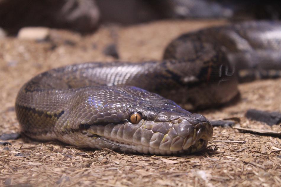 Reptile Snake Nature