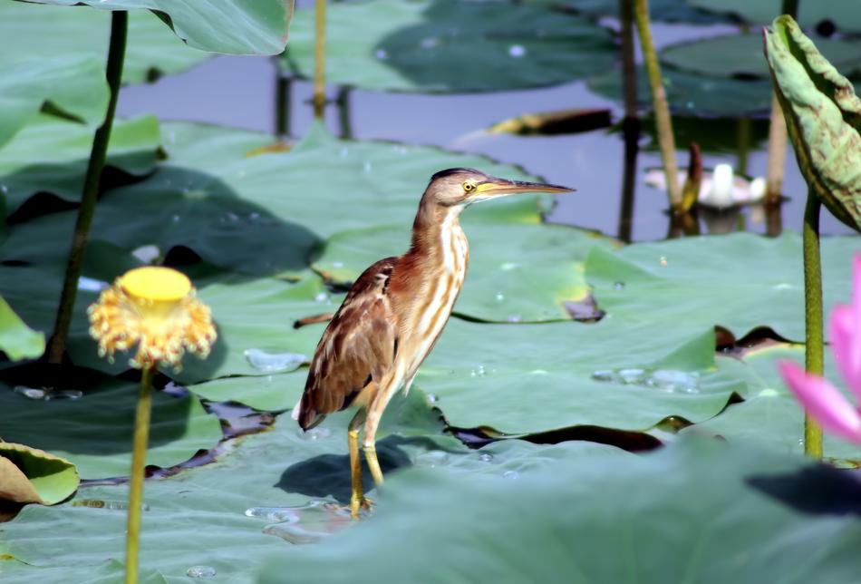 Pool Nature Bird